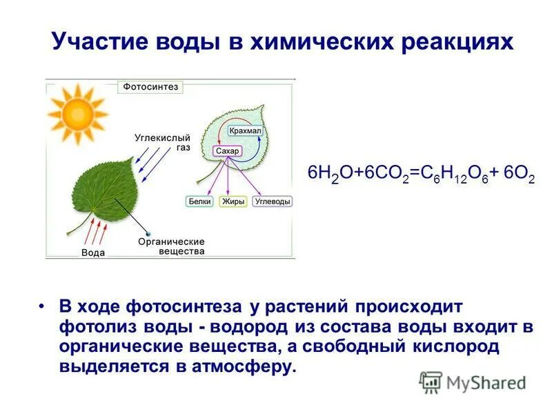 В результате фотосинтеза кислород. Процесс фотосинтеза фотолиз воды. Роль воды в фотосинтезе. Фотолиз воды при фотосинтезе происходит в. Выделение свободного кислорода фотосинтез.