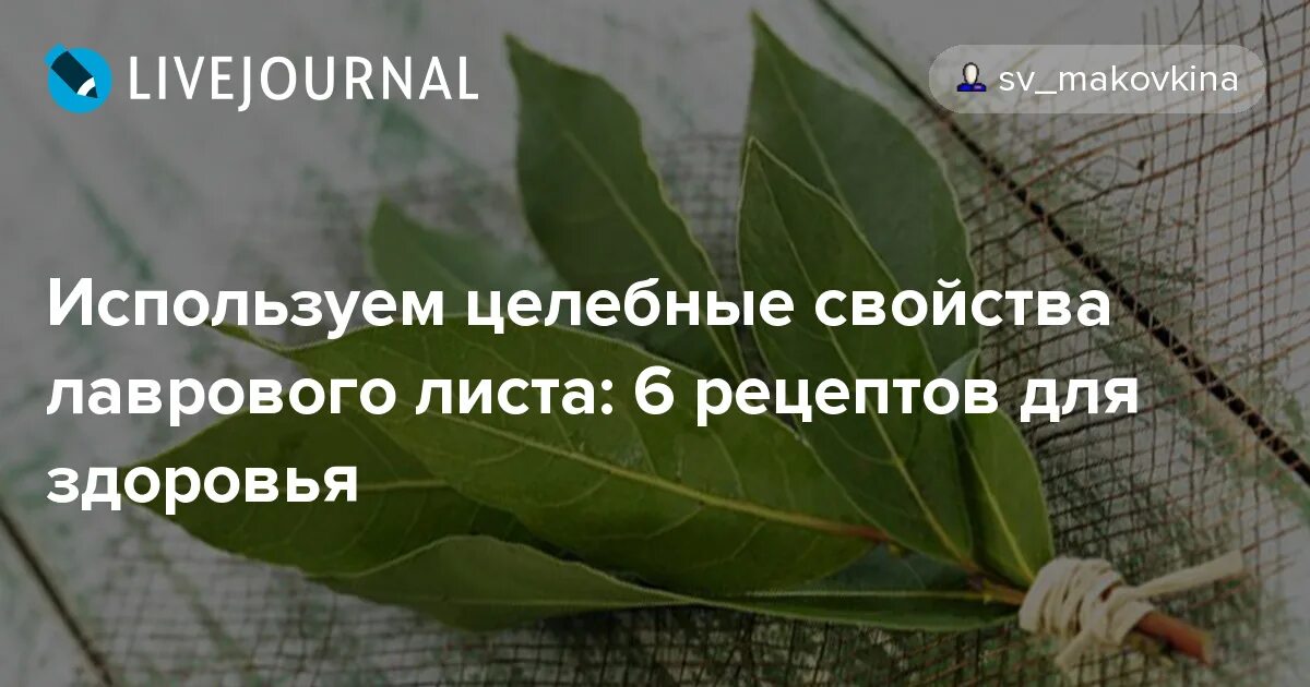 лечебные свойства лаврового. лечебные свойства лаврового. листья лавра благородного. лечебные свойства лаврового. лечебные свойства лаврового.
