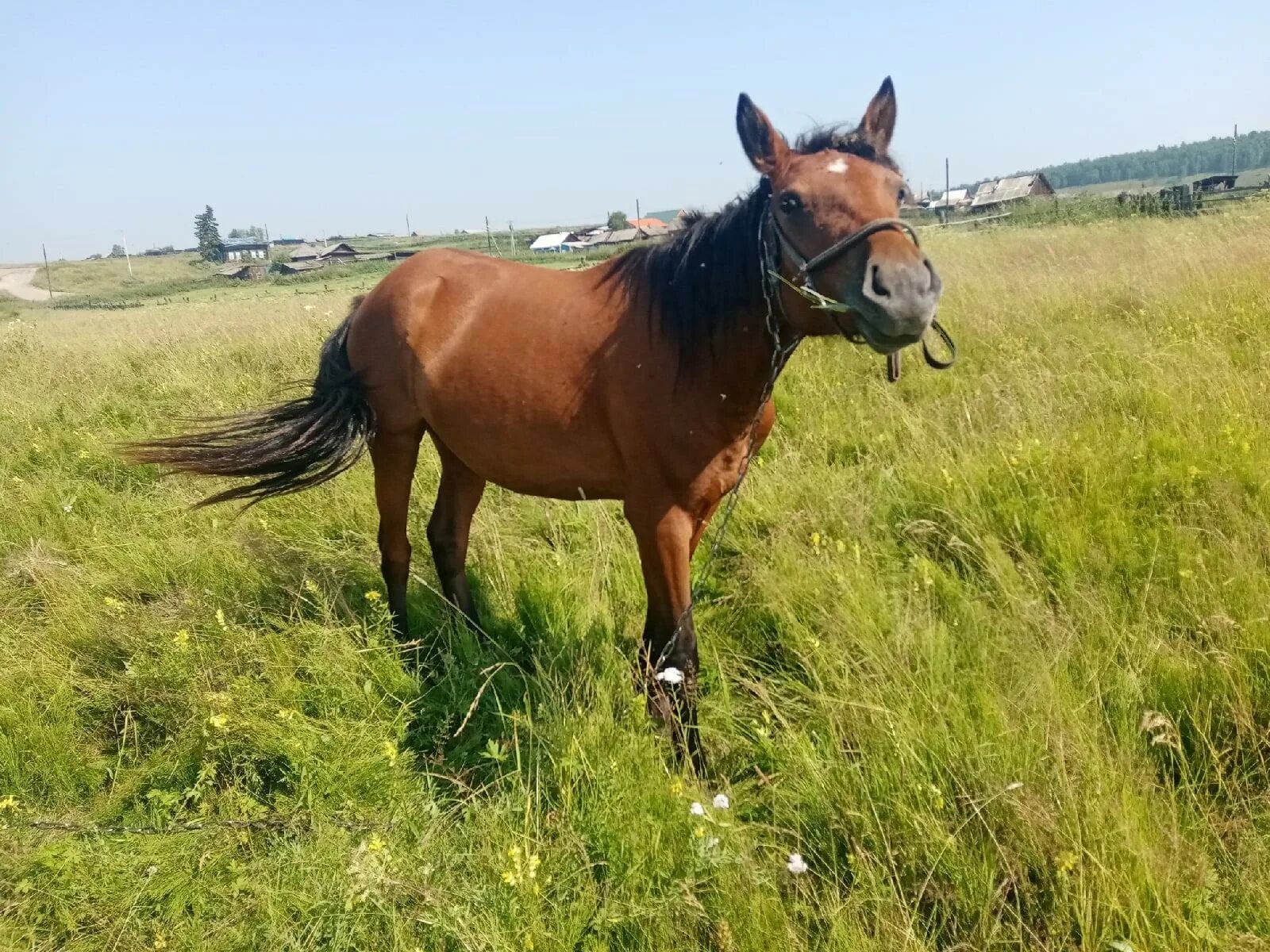 Молодая лошадь. Лошади в Татарстане. Молодая кобылка. Саратовская область конь Лютик. Купить лошадь в тамбовской