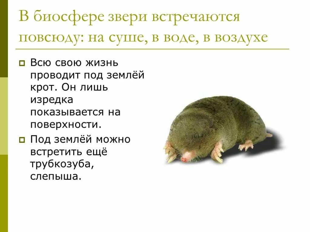 Какую пользу и вред приносят кроты. Какую пользу приносят кроты. сообщение о кроте. какую пользу приносят кроты почве. какое животное всю свою жизнь проводит под землёй.