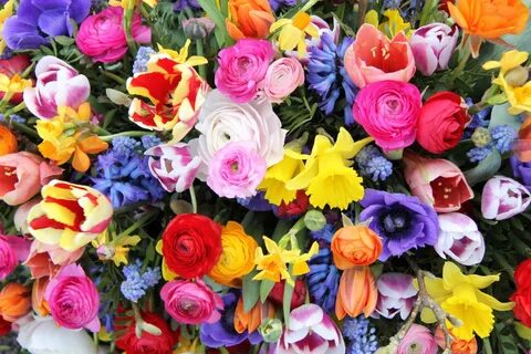 Flowers coming