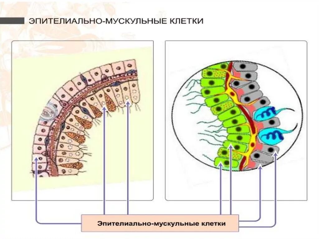 Кожно мускульная клетка передвижения. Строение кожно мускульной клетки. Эпителиально мускульные клетки гидры. Покровно мускульные клетки эктодермы. Эпитеально мускульные кл.