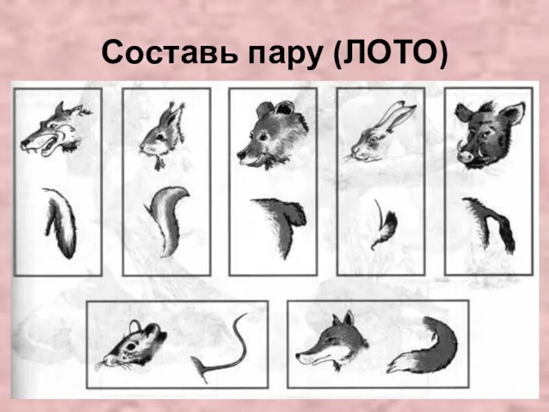 Хвосты животных названия. Чей хвост диких животных. Чей хвост чья голова Дикие животные. Части тела диких животных. Игра чей хвост чья голова.