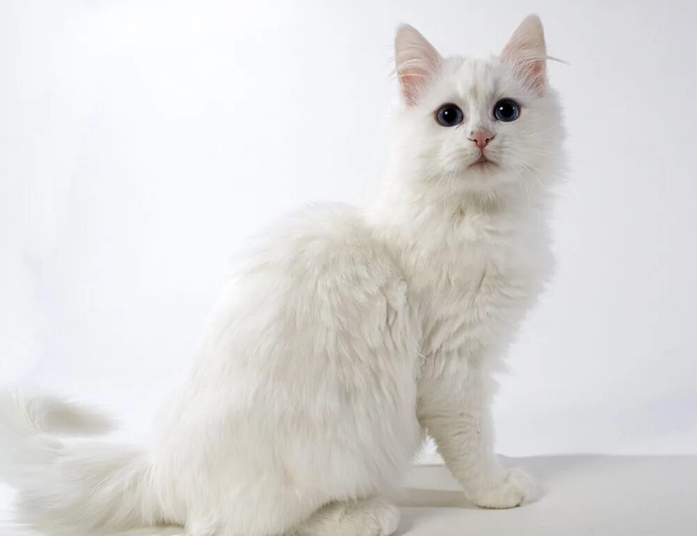 Как называется белая порода кошек. Ангорская кошка. Турецкая ангора кошка. Турецкая ангорская кошка. Ангорская кошка турецкая ангора.
