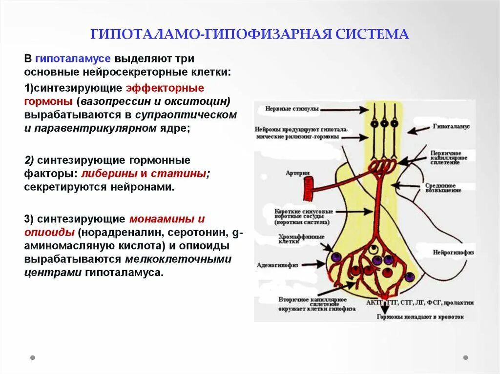 Выделяется гипофизом. Гипоталамо-гипофизарная система. Гормоны гипоталамуса. Гипоталамо-гипофизарная система гистология. Гипоталамо-гипофизарная система функции. Схема гипоталамо-гипофизарной нейросекреторной системы.