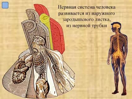 Наивысшего развития нервная система достигла у