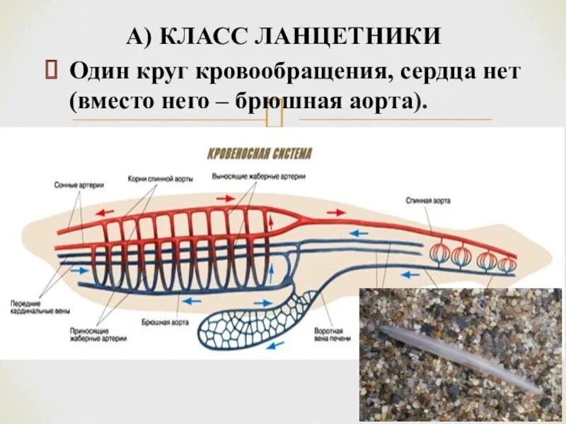 Ланцетник круги кровообращения