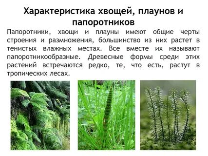 Сходство и различия плаунов и хвощей