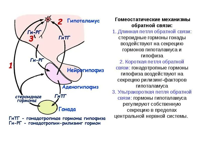 Длинная и короткая петля отрицательной обратной связи кортизола. Схема отрицательной обратной связи гормонов. Короткая петля обратной связи гормонов. Петля отрицательной обратной связи.