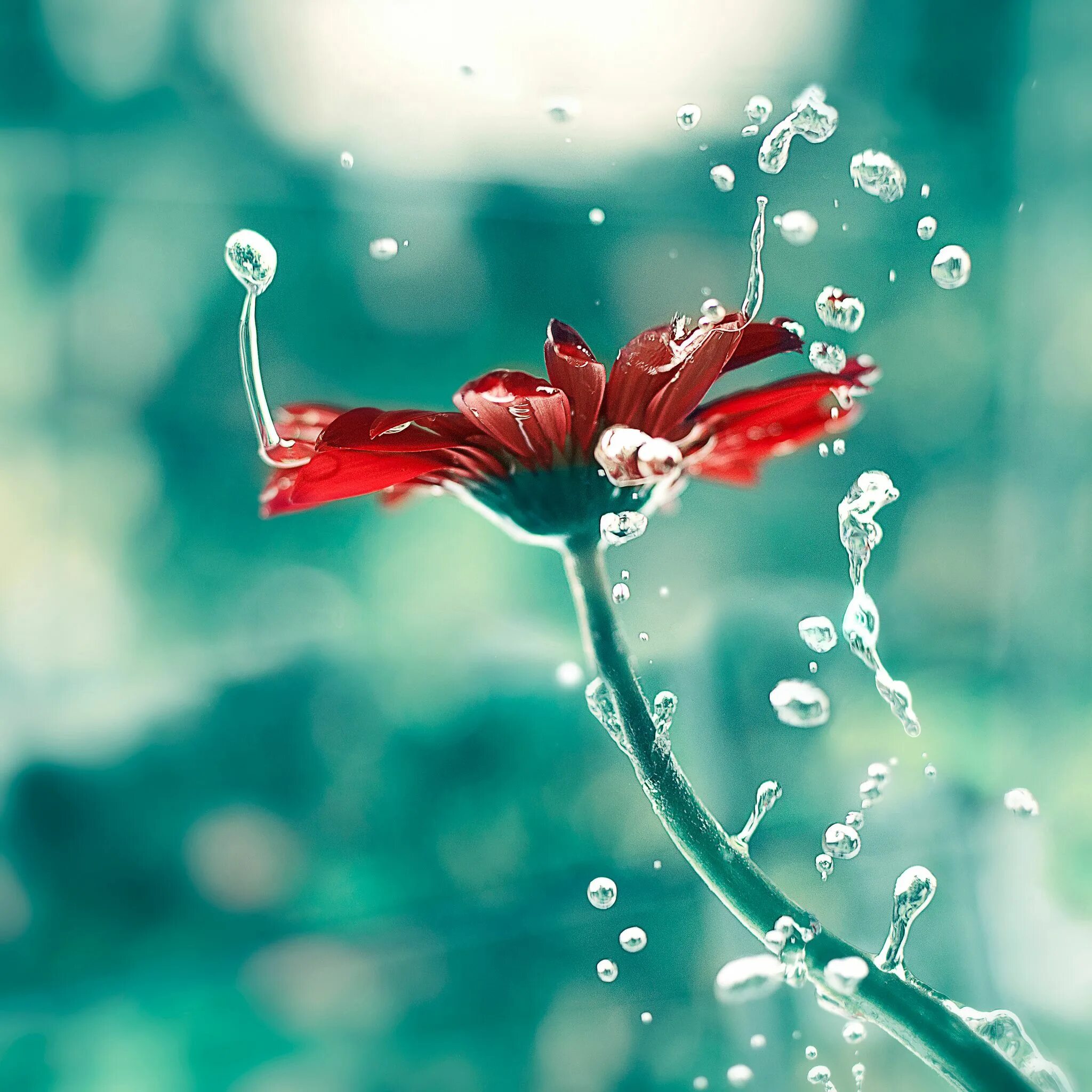 Цветы розы красные. Цветы на аватарку. Цветы на аву красивые. Красивый цветок на аватарку в ватсап. Мультяшные девушки с цветами.