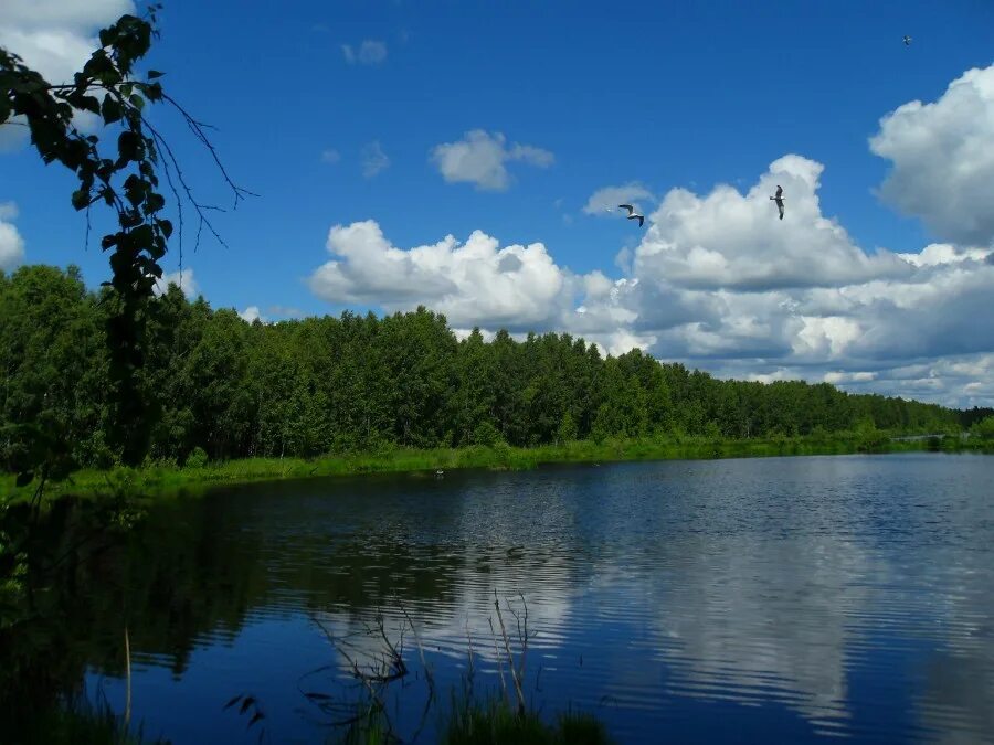 Орнитологический заказник в нижегородской области. Хозяева озера. Хозяева озера. Ситниковский заповедник нижегородской области. Веселовский евгений дмитриевич.