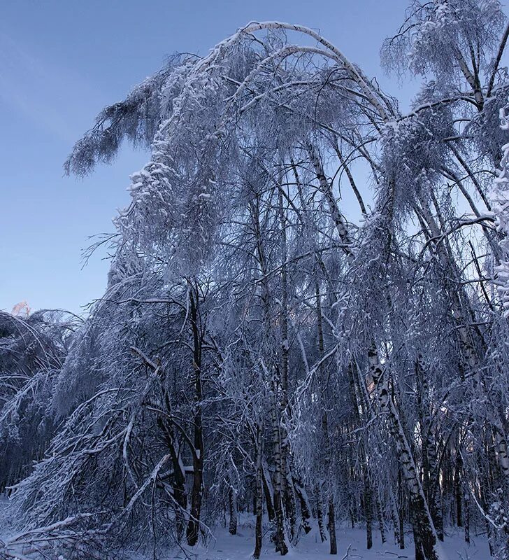 ледяной дождь зимой. ледяной дождь это природное явление. ледяной дождь явление природы. морозный дождь. атмосферные явления ледяной дождь.