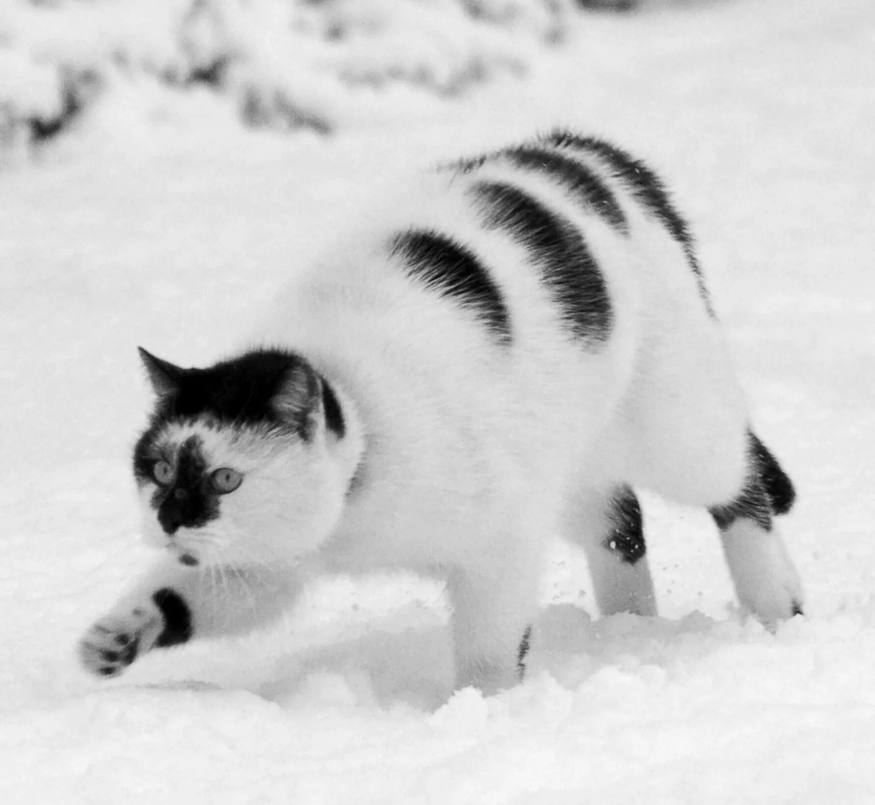 Смешные весенние картинки с надписями. Коты снежной весной юмор.