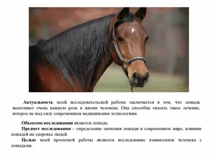 Роль лошадей в жизни