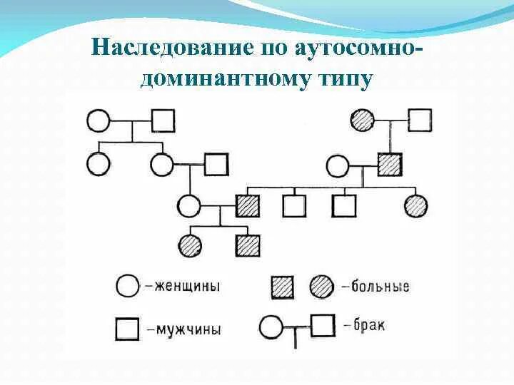 Для аутосомного наследования характерно. Аутосомно доминантное наследование. наследование по аутосомно-доминантному типу. типы наследования. аутосомно-доминантный и аутосомно-рецессивный типы наследования.