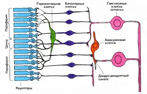 Биполярные клетки сетчатки