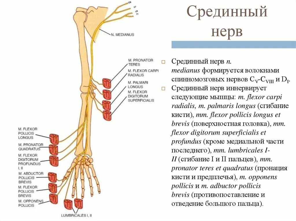 Срединный нерв иннервирует мышцы предплечья. Срединный нерв иннервация мышц. Отметьте область иннервации срединного нерва:. Срединный нерв топография.