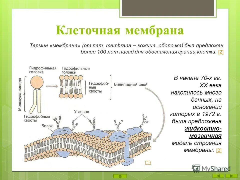 Оболочка строение и значение. Кеточная оболочка мембранаермин. клеточная мембрана. клеточная мембрана (оболочка). оболочка клетки мембрана.