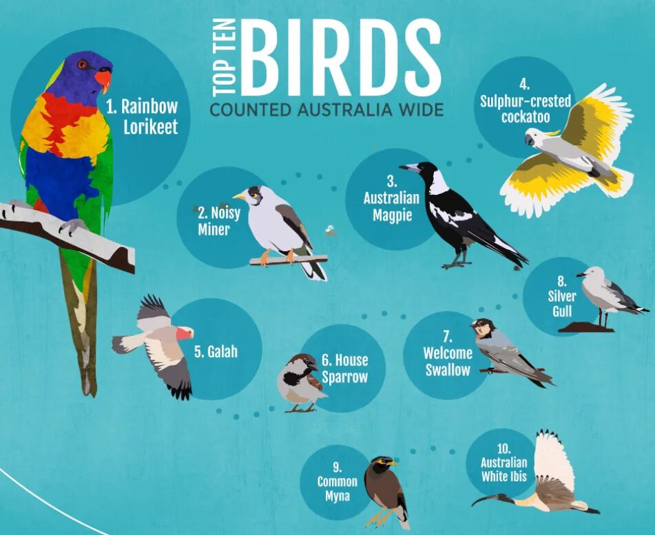Организация BIRDLIFE. BIRDLIFE International. Коды для BIRDLIFE. BIRDLIFE International доклад.