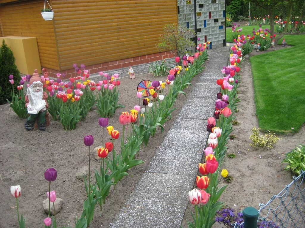 Когда пересаживать тюльпаны на новое место. Тюльпаны в саду. Клумба с тюльпанами. Тюльпаны в цветнике. Клумбы с тюльпанами на даче.