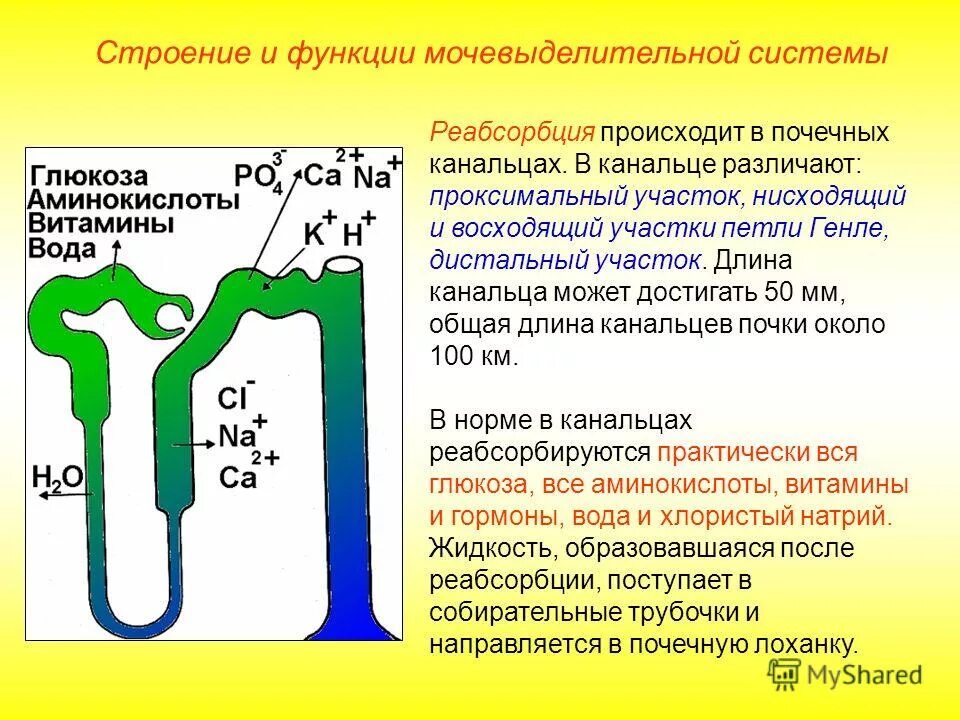 Выделение строение и функции мочевыделительной системы презентация