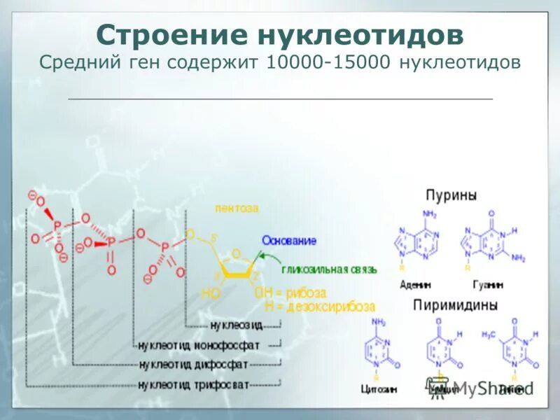 Сколько нуклеотидов содержат гены