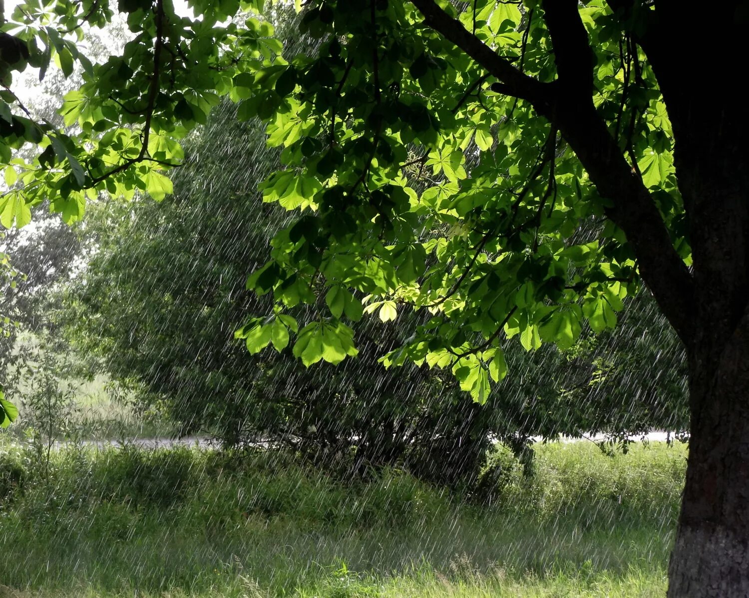 Дерево под дождем. Дождь после исхода лета. Пейзаж дождь. Дождь после исхода лета. Дождь летом.