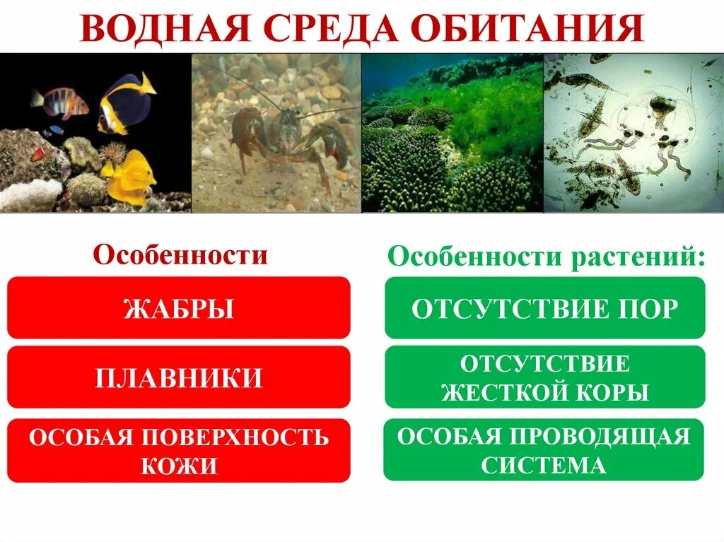 Особенности водной среды. Характеристика сред обитания. Характеристика водной среды. Особенности среды обитания.