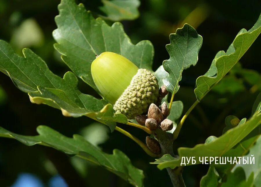 Желудь плод дуба. Дуб черешчатый (quercus robur l. Плоды дуба черешчатого. Дуб черешчатый (quercus robur). Плоды дуба черешчатого.