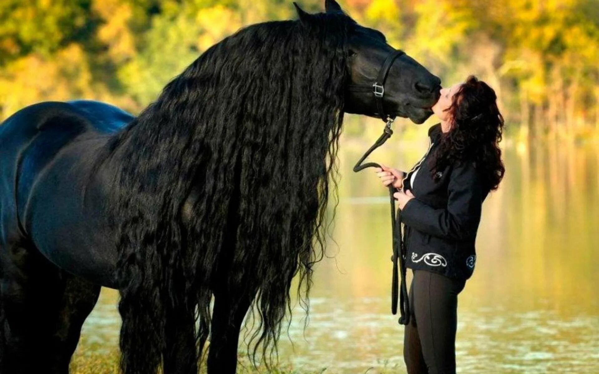 Фредерик Великий Фризская лошадь фото. Фризская лошадь черная Жемчужина.