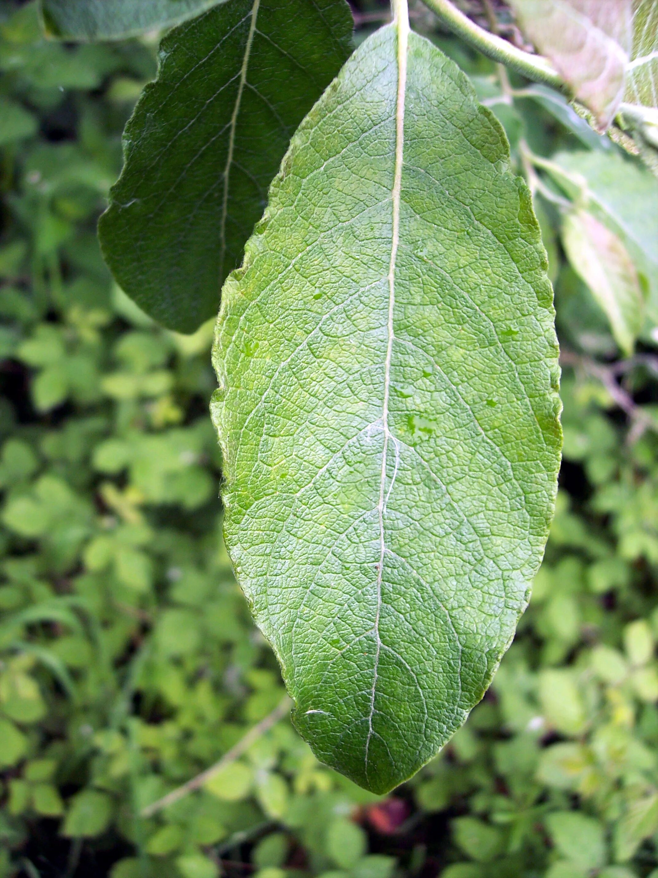 Salix atrocinerea. Ива ломкая листья. Ива Козья Ива ломкая листья. Salix пепельная. Форма листа ивы