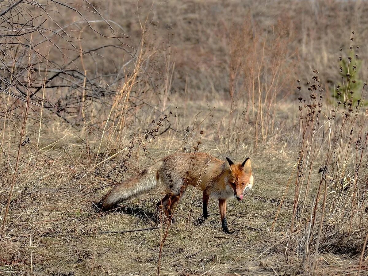 Fox hunting. Лиса на охоте. Лиса охотится. Охотник на Лис.