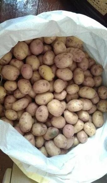 Картофель мелкий ~ 1кг. Мелкий картофель в мешках. Мелкая картошка в мешках. Ведро мелкой картошки.