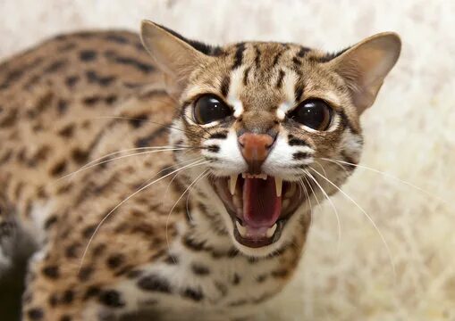 Leopard Cat 20150713-2 Asian leopard cat, Leopard cat, Baby snow leopard
