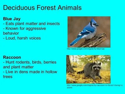 Текст animals of india