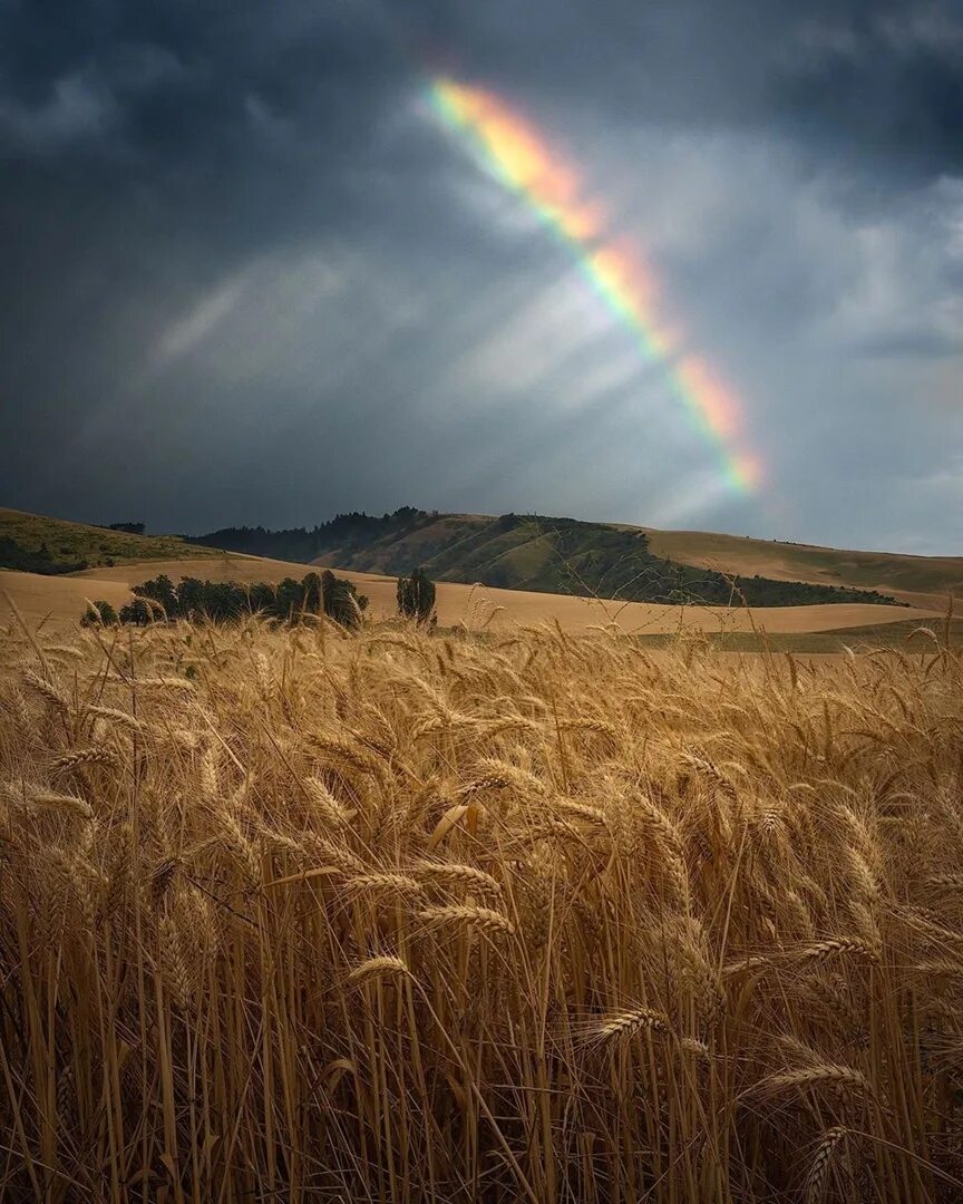 Радуга над полем. Пшеничное поле с радугой. Красивая радуга над полем. Луг радуга. Лето радуга обои на телефон.