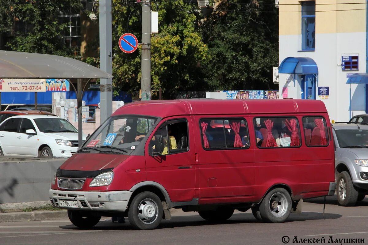 Газели елец