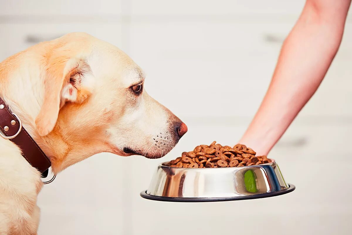Питания корм собак. Собака кушает. Еда для собак. Корм для собак. Миска с едой для собаки.