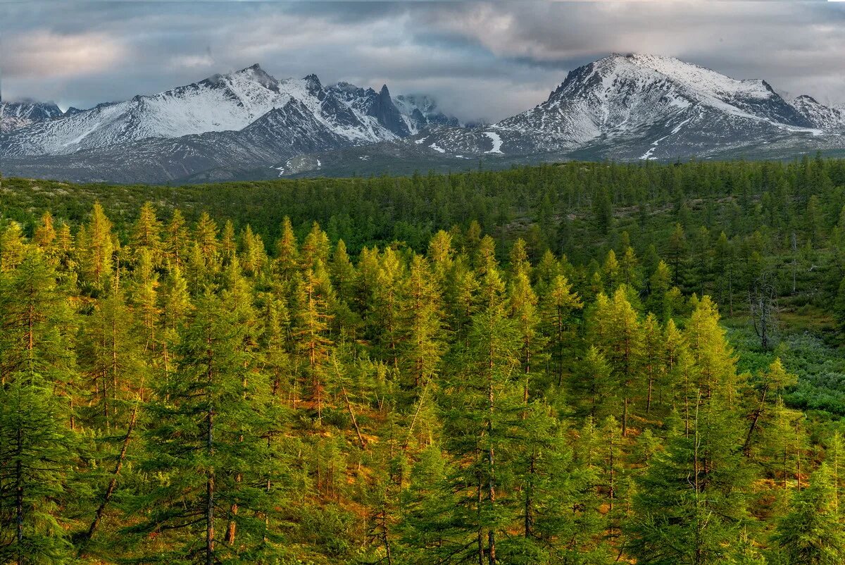 тайга северной америки. тайга евразии. зона северной тайги. леса коми юнеско. тайга северной америки.