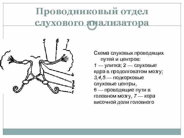 Строение периферического отдела слухового анализатора схема. Центральный отдел слухового анализатора структура. Строение проводникового отдела слухового анализатора. Путь слухового анализатора схема. Проводниковый отдел анализатора состоит