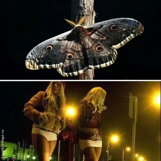 Ночная бабочка ну кто же песня