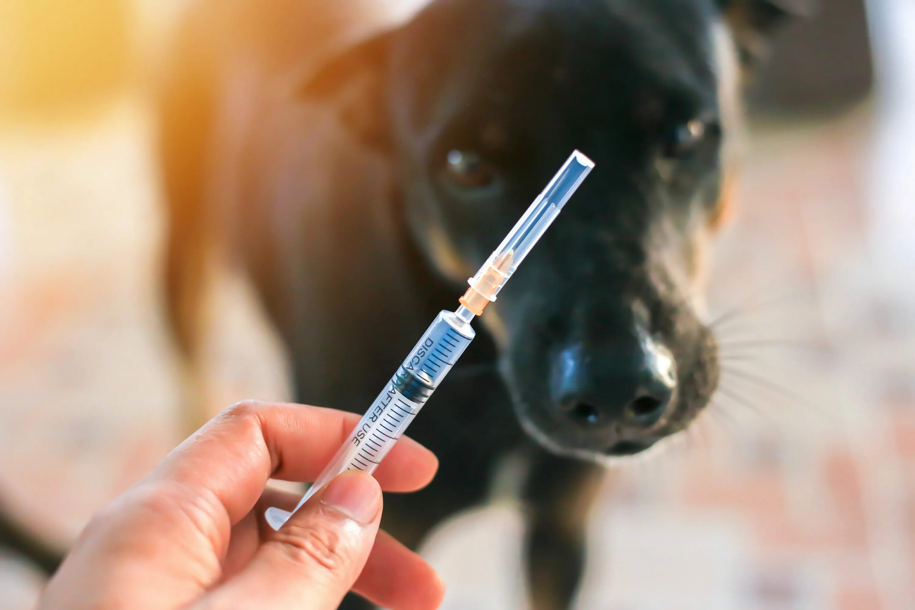Вакцинация животных. Вакцины для животных. Вакцинация омашнихживотных. Ветеринар вакцинация