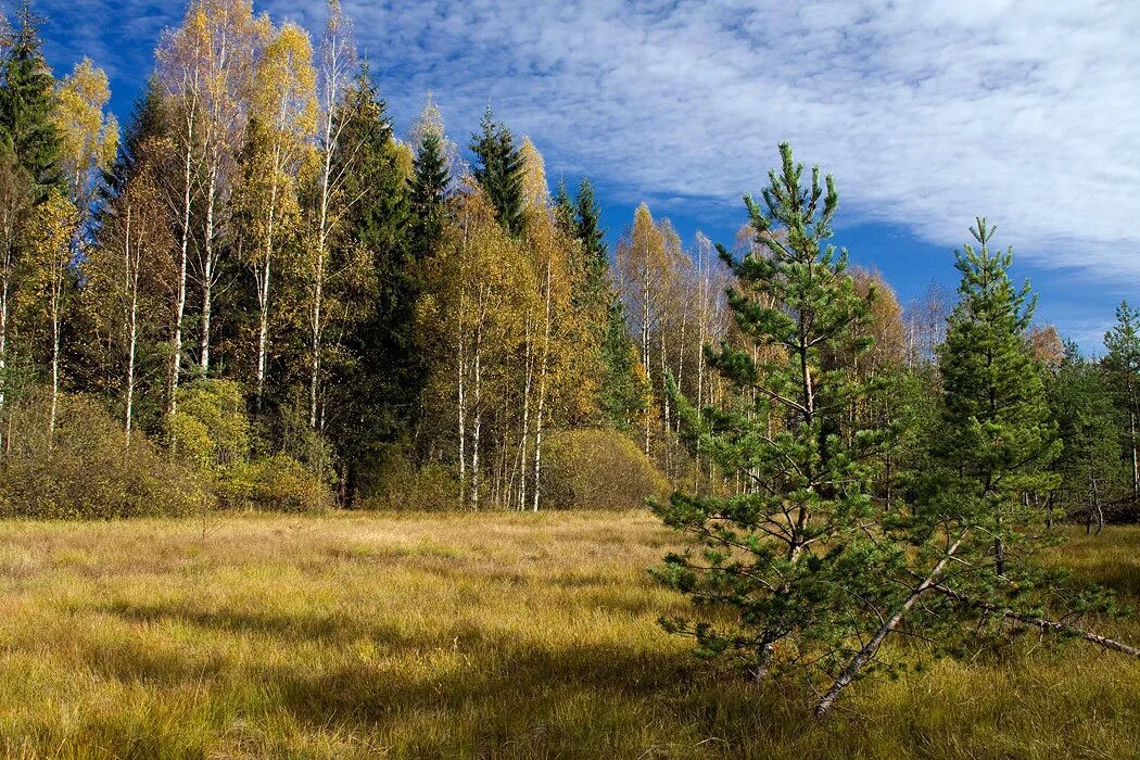 Центрально-Лесной заповедник Тверская область. Центральный Лесной заповедник Тверской области. Центральный Лесной заповедник Нелидово. Биосферный заповедник в Тверской области.