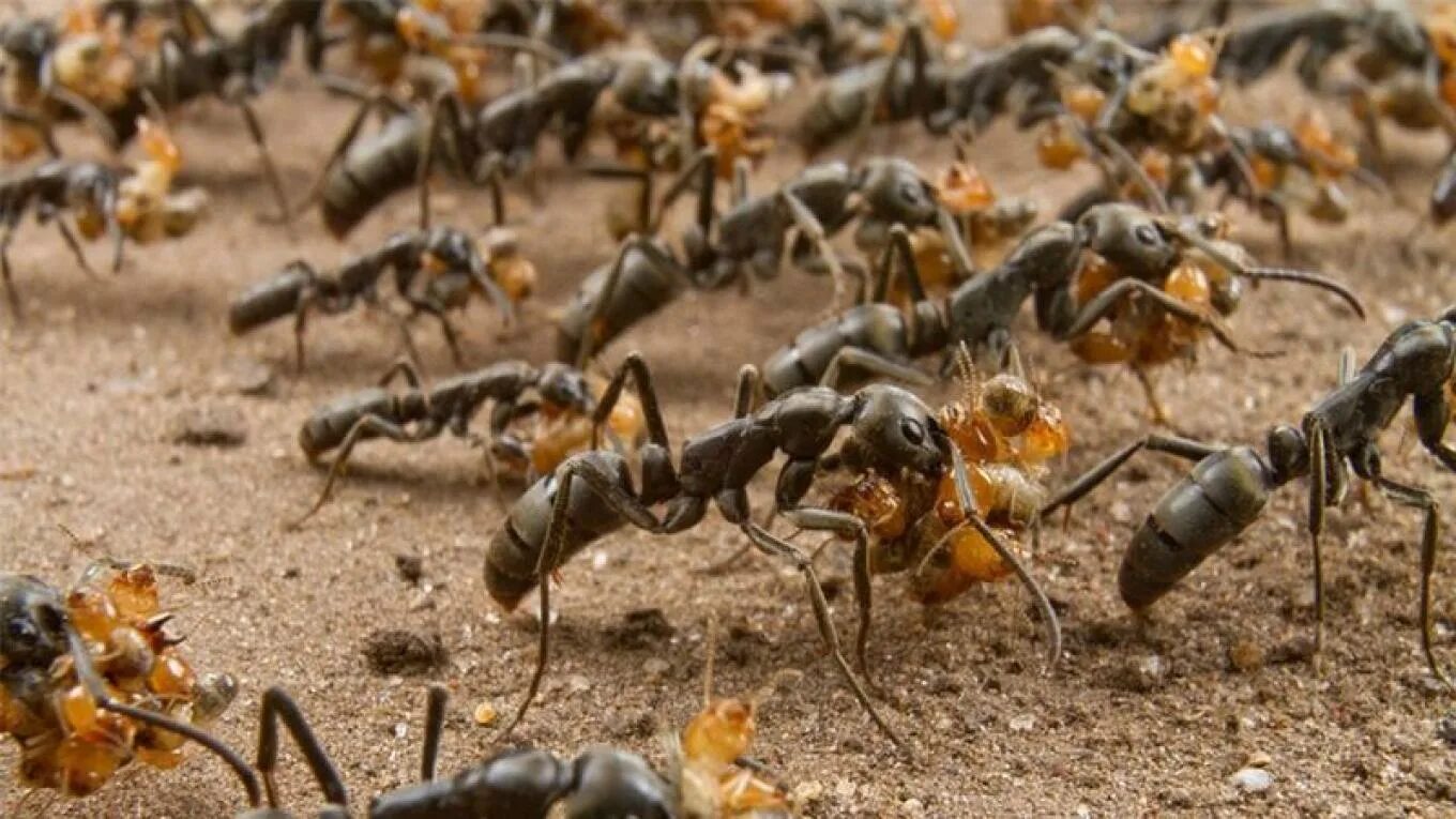 Муравьиные бега пики. Муравьи матабеле. Колония термитов. Марабунта муравьи. Муравьи солдаты термиты.