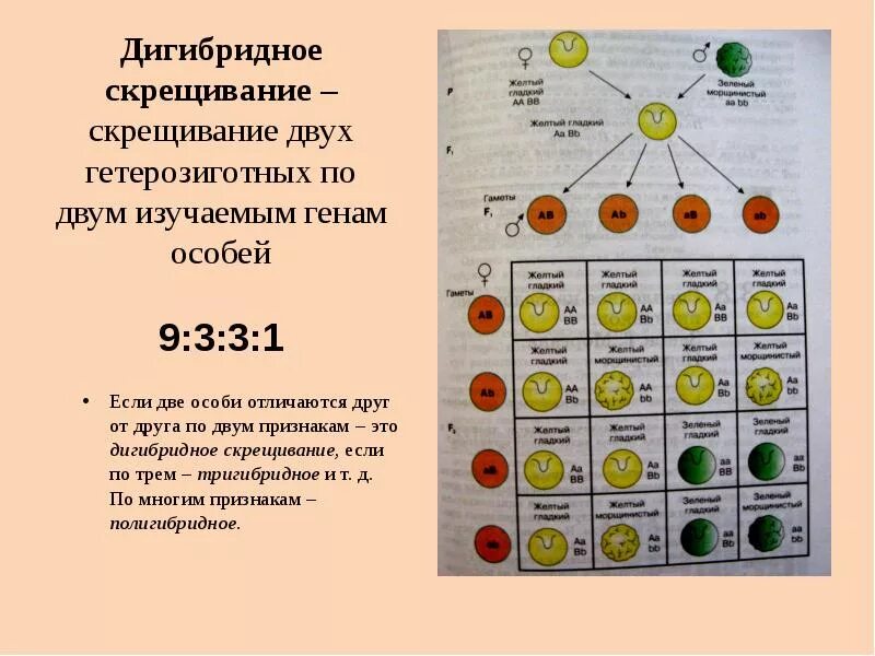 Типы гамет которые образует гетерозиготная особь