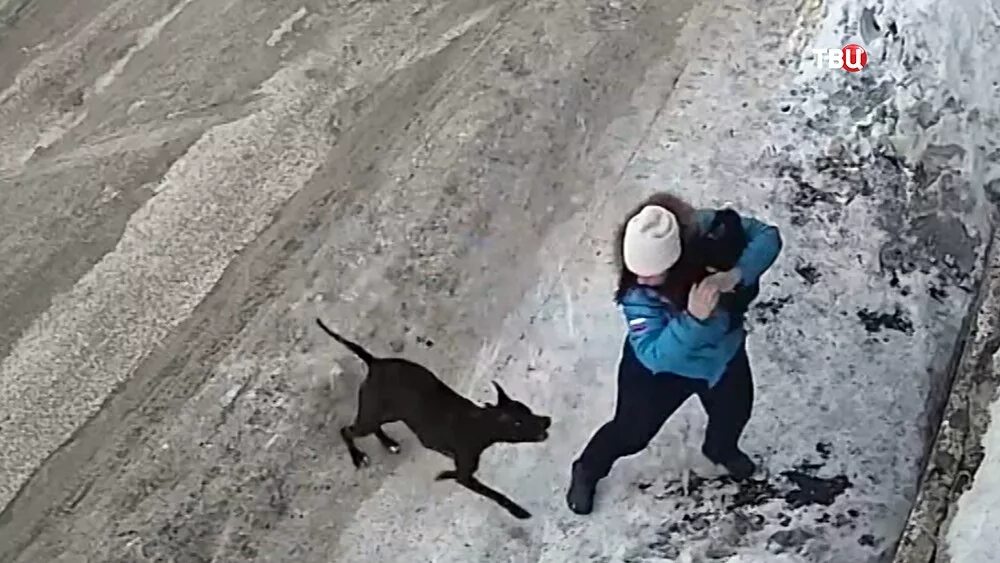 Нападение собак видео. Собаки на подают на человека. Бездомные собаки нападают на людей.