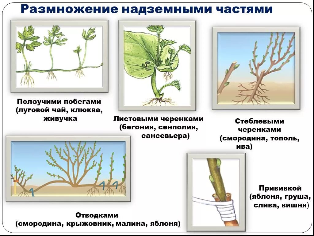 Какие способы размножения надземными побегами вы знаете. Вегетативное размножение побегами. Размножение надземный побег черенками. Размножение стеблевыми побегами. Вегетативное размножение побегами схема.