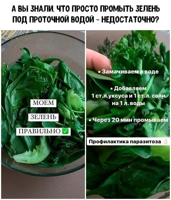 Вьющуюся зелень как пишется правильно. Промыть зелень. промывание зелени. как правильно мыть зелень. как правильно мыть зелень перед употреблением.