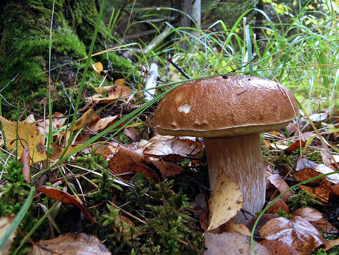 белые грибы подмосковья