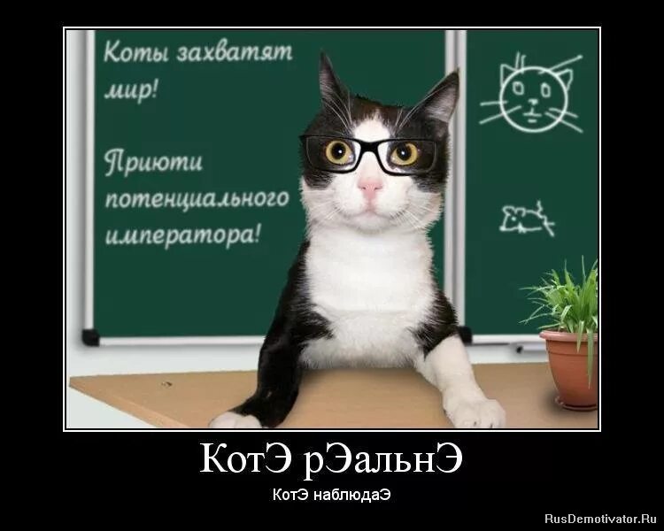 коте демотиваторы. кот демотиватор. кот демотиватор. кот демотиватор. котята демотиваторы.